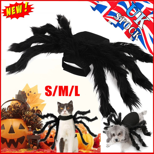 Halloween pet black spider - halloween,