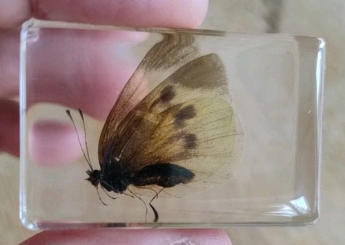 Real moth butterfly bug - moth,