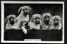 Tobacco Card, Senior Service, DOGS, DOG BREEDS, 1939, Mastiff Puppies, #33