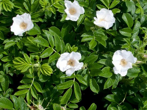 Wild rose white - 🌺wild, rose🌺white