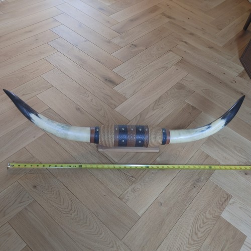 Real longhorn steer - 43”,