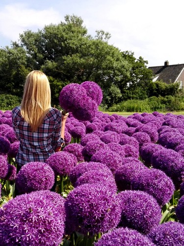 Giant allium globemaster 24cm - giant,