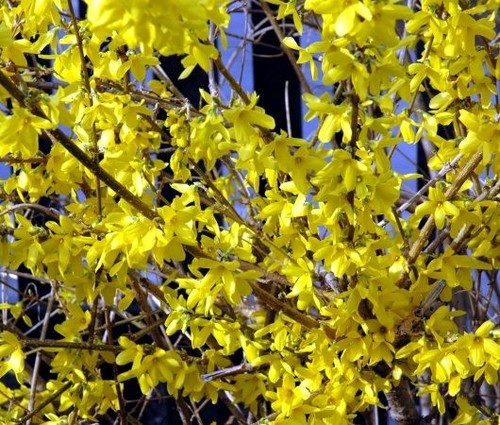 Tall forsythia bright - tall,