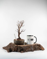 Potentilla Shohin Bonsai Tree Yellow Flowers Easy Care Hardy Outdoor Pot