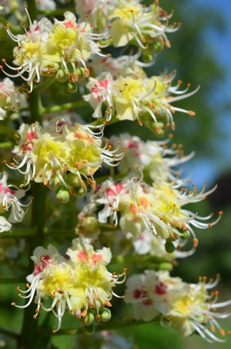 Japanese chestnut aesculus - chestnut,,