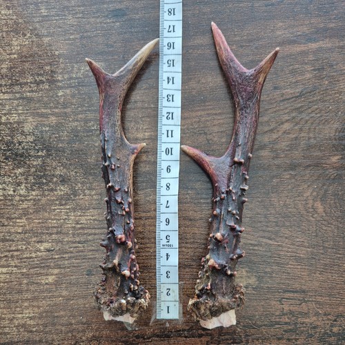 Roe deer antlers for - deer,