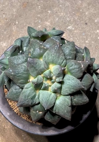 15cm rare plant ariocarpus fis - rare,
