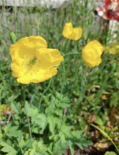 Welsh poppy seeds approx 100 - poppy,