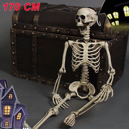 170cm poseable full - 170cm,