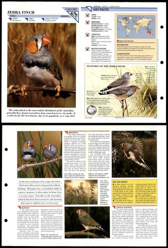 Zebra finch 262 - #262, birds
