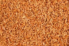 PREMIUM Freeze Dried Gammarus SIBERIAN SHRIMP TURTLE TERRAPIN FISH FOOD BARGAIN