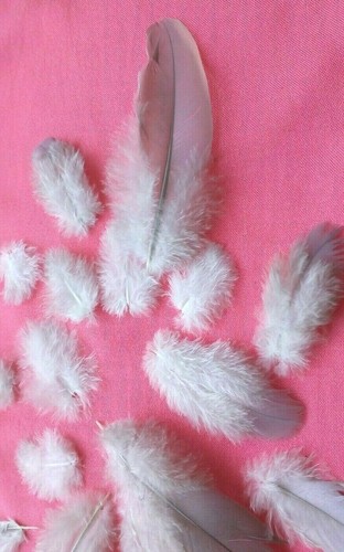 Natural feathers wild - x,