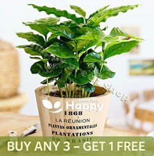 COFFEE PLANT - 10 SEEDS - Grow