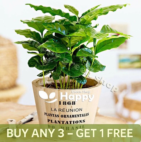 Coffee plant seeds - plant, grow