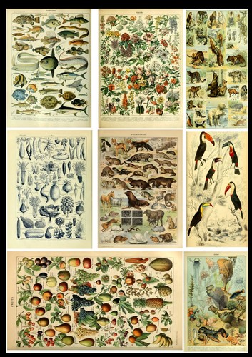 Birds animal flowers trees - birds,