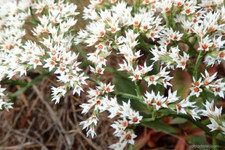 GONIOLIMON COLLINUM SEA SPRAY LAVENDER STATICE CONTAINER GARDEN BUTTERFLIES BEES