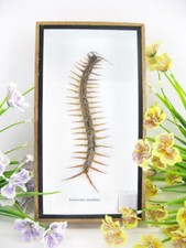 XL Real Giant Cendipede - Scolopendra morsitans - Centipede  3D - museum quality