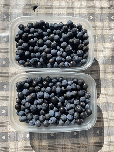 Sloe berries 2lb make - sloe,