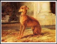 ITALIAN GREYHOUND LOVELY DOG