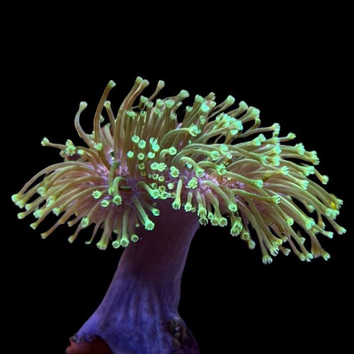 Neon green toadstool leather - green,