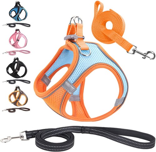 Dog harness leash - harness, pet