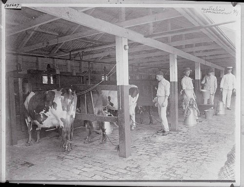 Dairy industry australia - dairy,