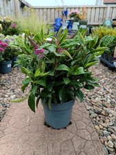 2L Pink Flowering Hebe Shrub |