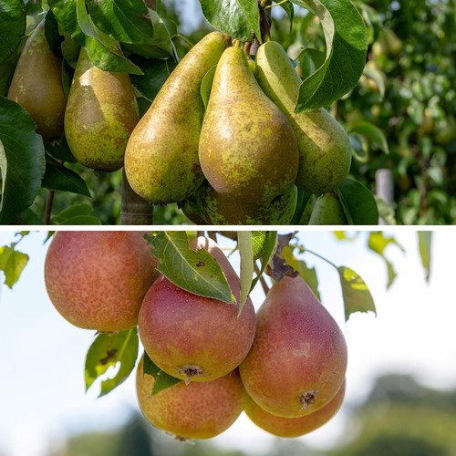 Rare tall pear fruit - rare,