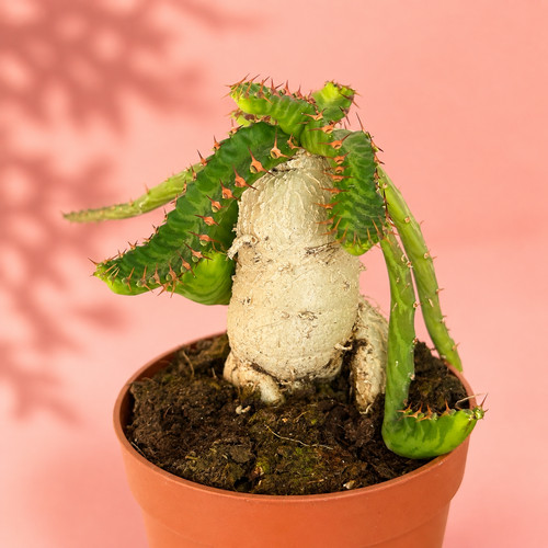 Euphorbia stellata caudex - euphorbia,