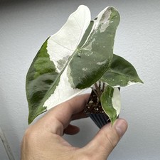 Alocasia Pseudo Sanderiana