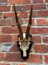 Nice Real XL Roe Deer/Buck