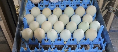 Silverudds isbar eggs - silverudds,