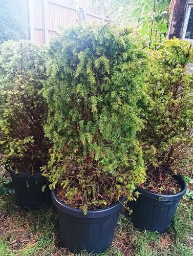 English yew - english, (taxus