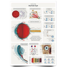 Eye anatomy poster - eye, medical
