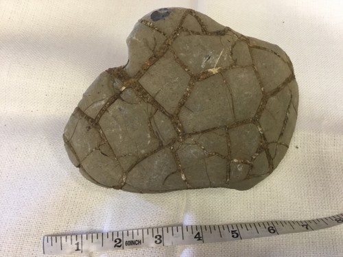 Turtle shell fossil