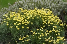 Cotton Lavender (Santolina