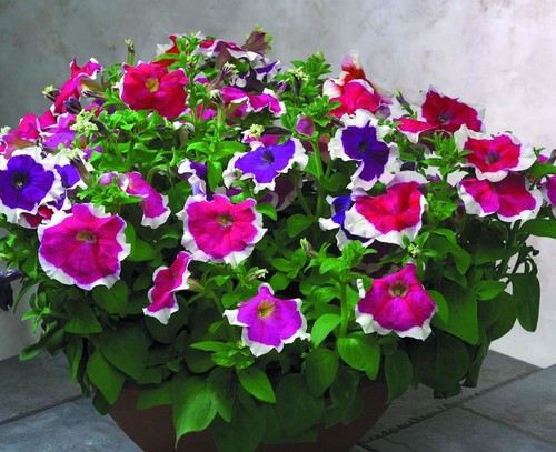 Flower petunia hulahoop f1 - -,