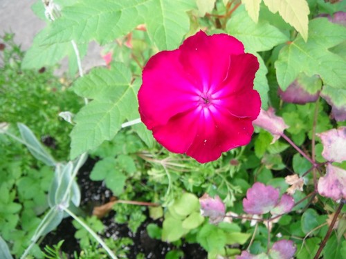 Seeds lynchis coronaria - 30,