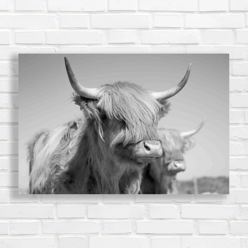 Highland cow to - ,