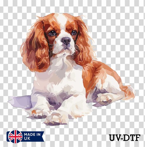 Cavalier king charles spaniel - king,