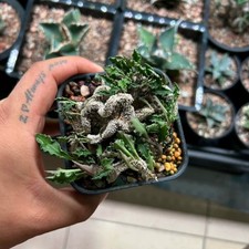 8CM Succulent Cactus Plant