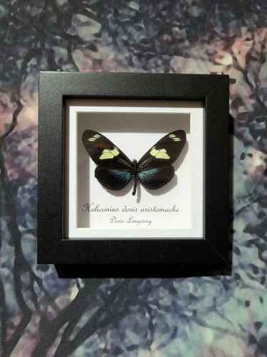 Doris longwing heliconius - longwing, (heliconius
