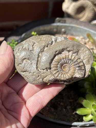 Arnioceras ammonite fossil - arnioceras,