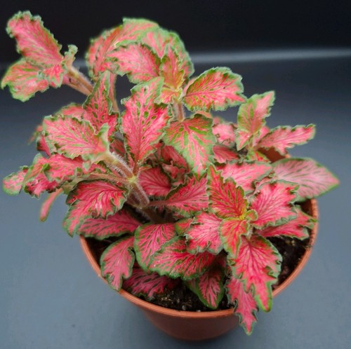 Fittonia red anne nerve - fittonia,
