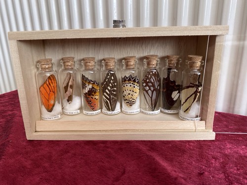 Clearance sale butterfly and - clearance,