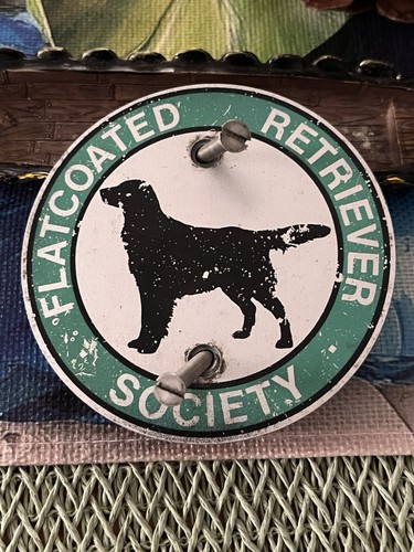 Classic flat coated retriever - flat,