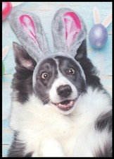 Greeting Card - Border Collie