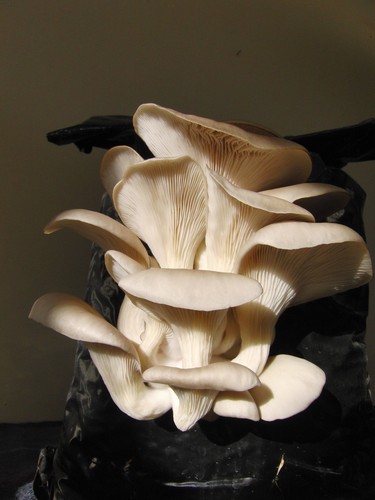 Mushroom spawn seed - seed,
