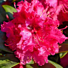 Rhododendron Marie Fortie -