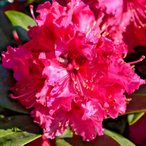 Rhododendron marie fortie - rhododendron,